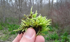 Brachythecium rivulare