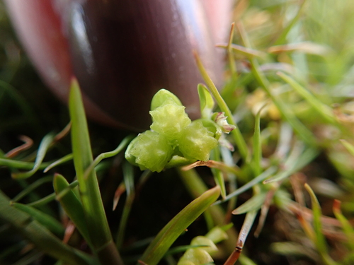 Image of Limnanthes macounii by (c) Aiva Noringseth, some rights reserved (CC BY)