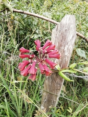 Bomarea bredemeyeriana