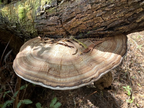Ganoderma australe, 2024-03-25