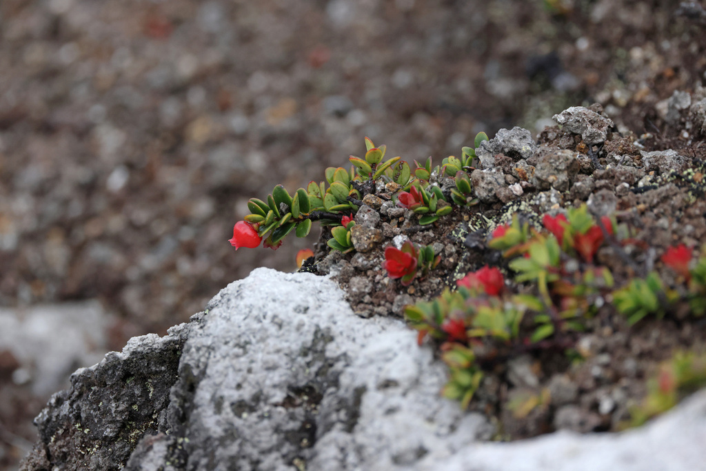 Vaccinium microphyllum