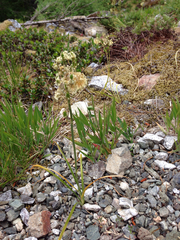 Melanthiaceae