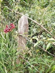 Bomarea bredemeyeriana