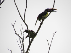 Pteroglossus viridis