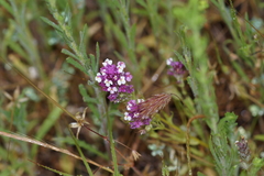 Castilleja densiflora gracilis