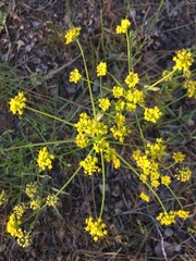 Lomatium triternatum