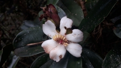 Blakea quadrangularis
