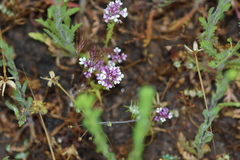Castilleja densiflora gracilis