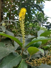 Abatia parviflora