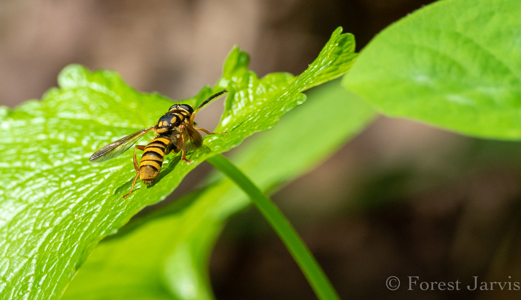 Broad-banded Hornet Fly