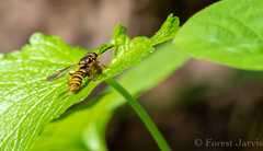 Spilomyia alcimus
