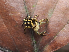 Phiale guttata