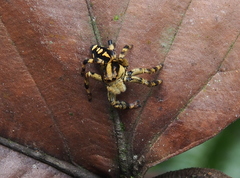 Phiale guttata