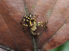 Phiale guttata