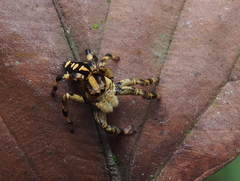 Phiale guttata