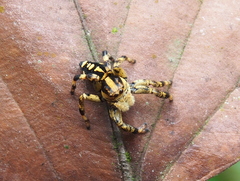 Phiale guttata