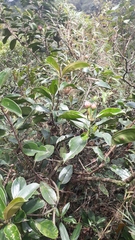 Blakea quadrangularis