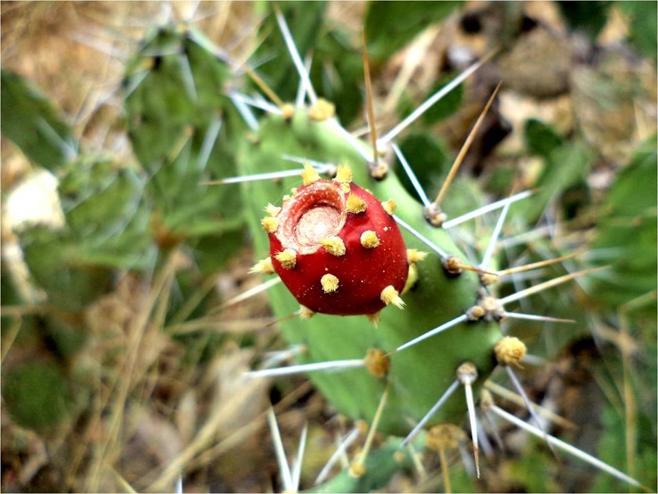 Opuntia caracassana