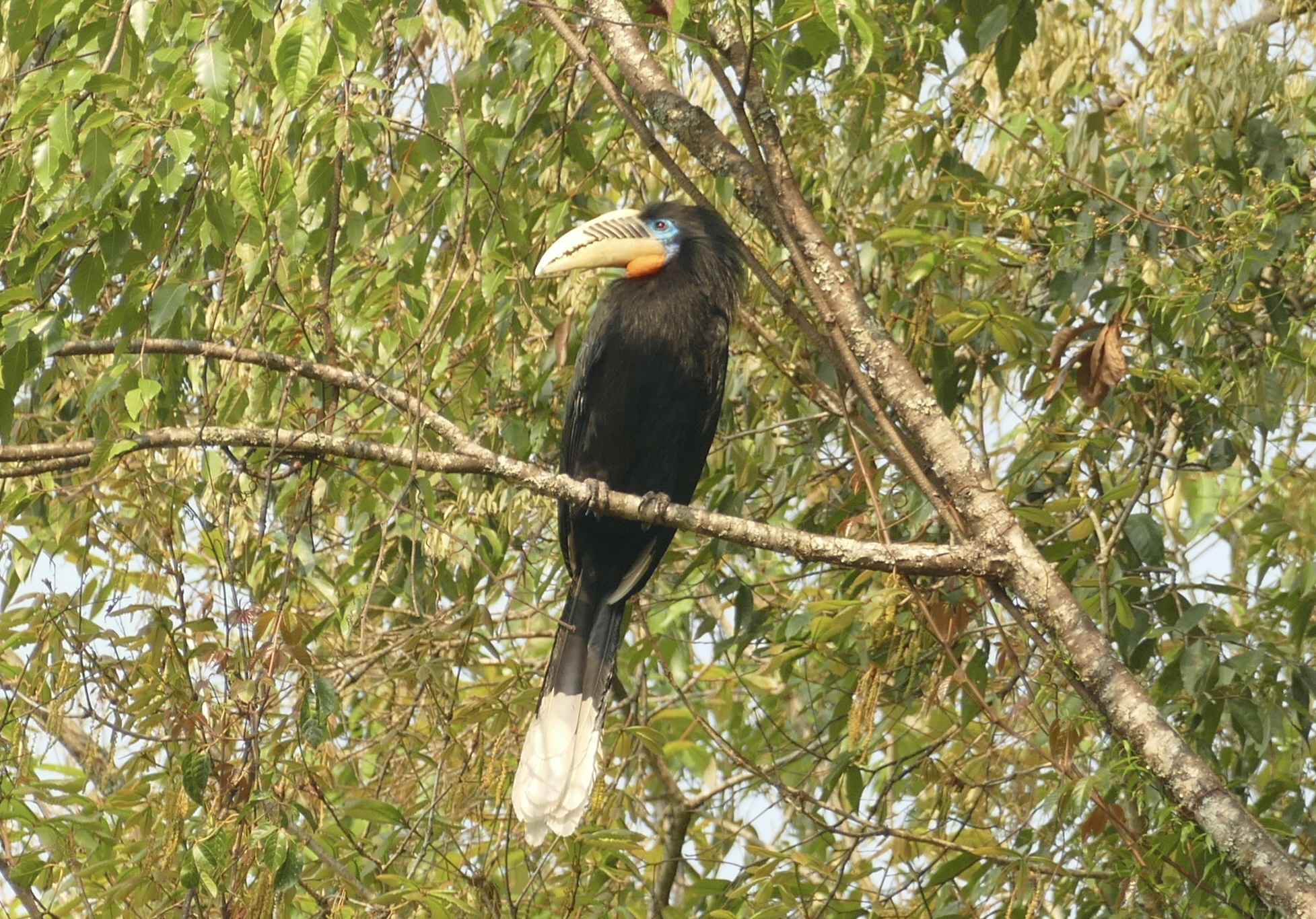Rufous-necked Hornbill