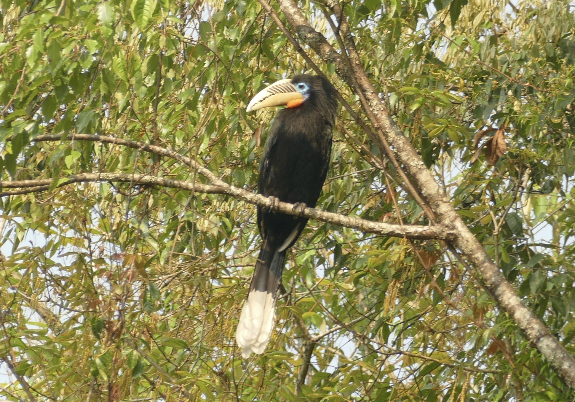 Rufous-necked Hornbill