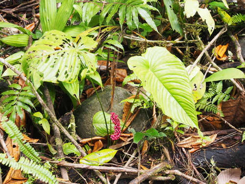 Anthurium cuspidatum, photograph 4