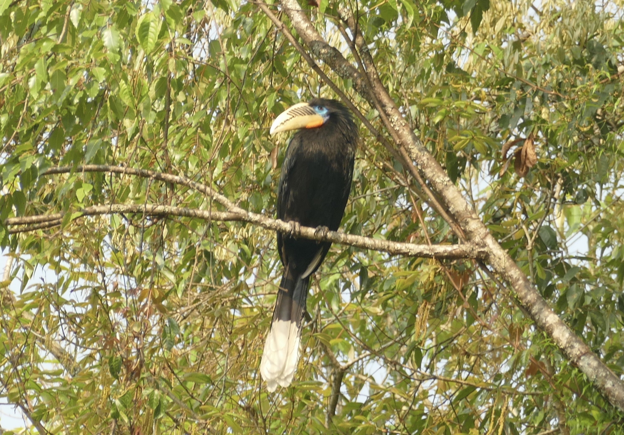 Rufous-necked Hornbill