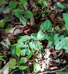 Trillium decumbens
