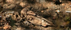 Leprus