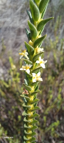 Image of Struthiola striata by (c) Adele SL, some rights reserved (CC BY)