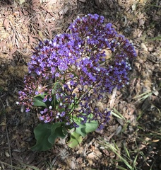 Limonium perezii
