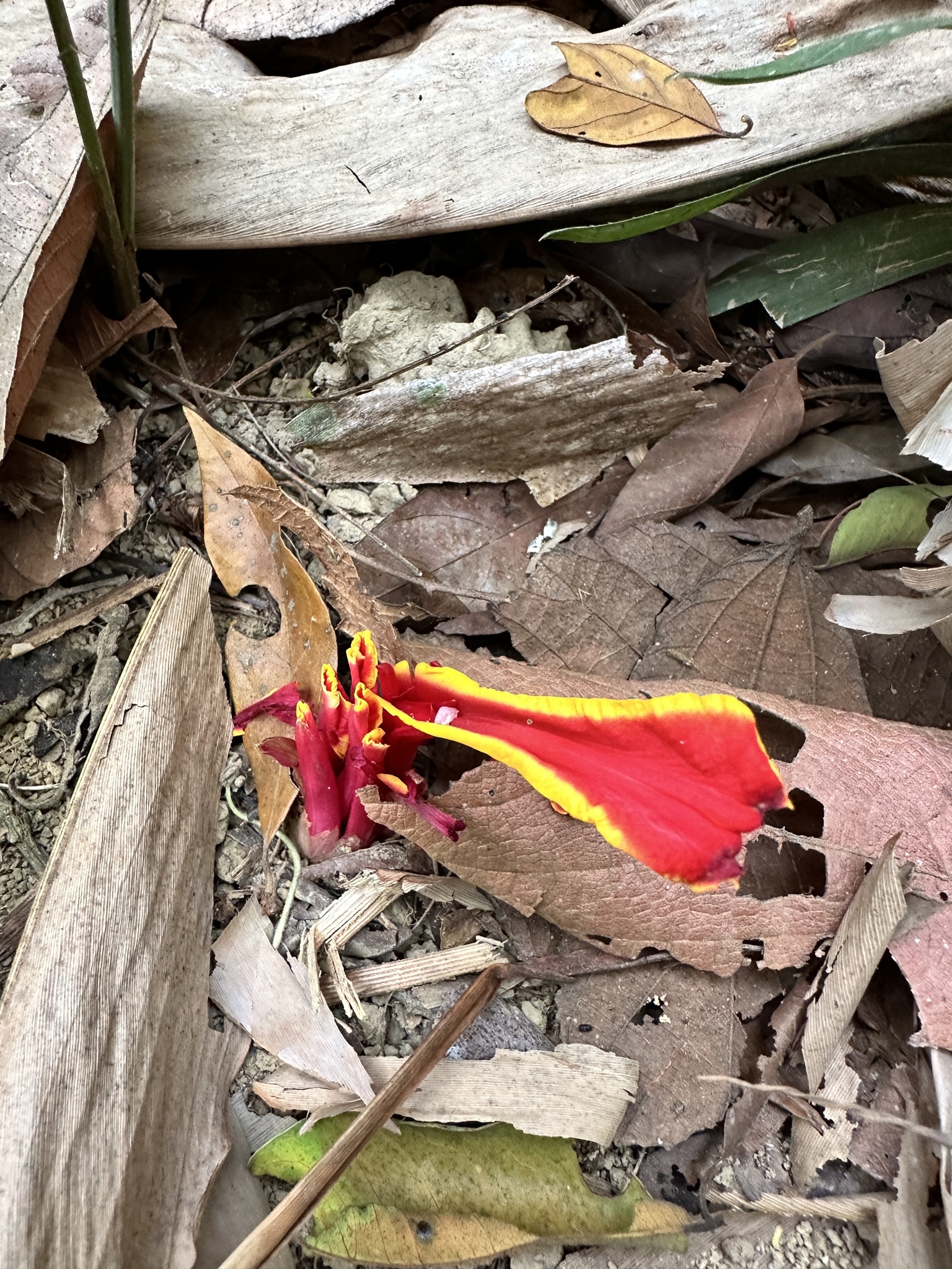 Etlingera megalocheilos (Etlingera megalocheilos)