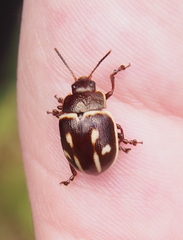 Platyphora spectabilis