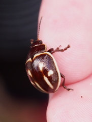 Platyphora spectabilis