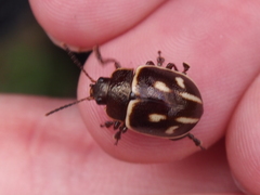 Platyphora spectabilis