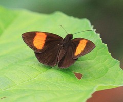 Koruthaialos rubecula