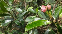 Blakea quadrangularis