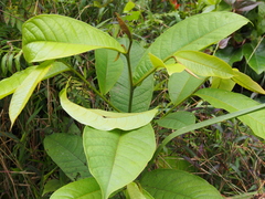 Image of Guatteria aeruginosa