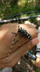 Anoplophora chinensis