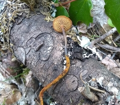 Heimiomyces fulvipes