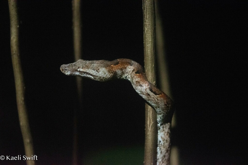 Belau Bevel-nosed Boa