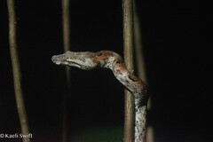 Palau Bevel-Nosed Boa photo 1