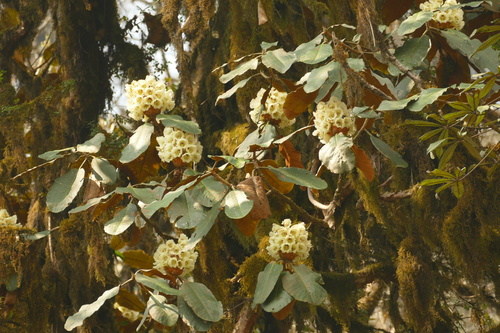 Rhododendron falconeri, photograph 5