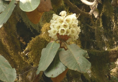 Rhododendron falconeri, photograph 6