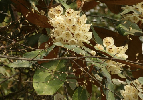 Rhododendron falconeri, photograph 3