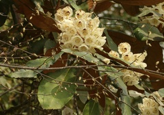 author not stated, no rights reserved Rhododendron falconeri, photograph author not stated, no rights reserved