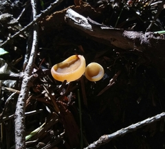 Ciboria rufofusca