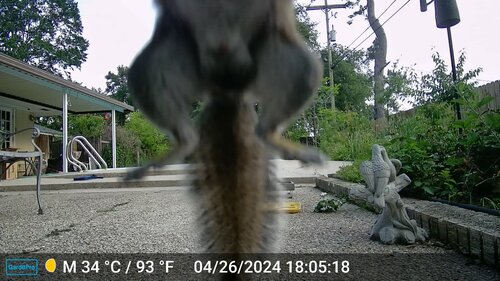 Eastern Gray Squirrel photographed in Louisiana