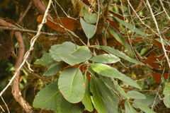 author not stated, no rights reserved Rhododendron falconeri, photograph author not stated, no rights reserved