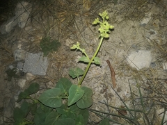 Mirabilis viscosa