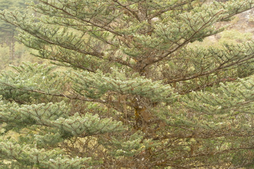 Bhutan fir (Abies densa)